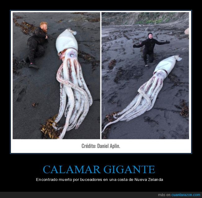 calamar gigante,muerto,nueva zelanda,curiosidades